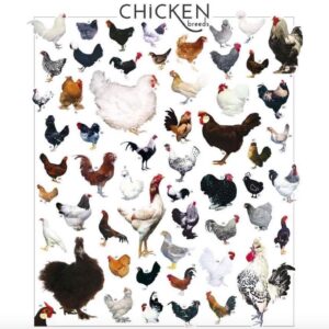 Alice Waters Instagram - I’m so excited about @edibleschoolyard ‘s Thanksgiving partnership with @cooksventure ’s heirloom chickens. For every chicken you buy from them this week they will be donating one to ESYP!
I always was so obsessed about organic that I forgot about breed. That is where taste is:
the right breed raised in a free range organic regenerative way. Thank you Cooks Venture!