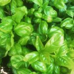 Alice Waters Instagram – Time for pesto!! Getting out my mortar and pestle and using the new crop garlic. Cannot believe it has been a year since I made one. Anticipating this irresistible seasonal moment !