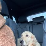 Alicia Moffet Instagram – Ma best a 4 ans aujourd’hui 🥺🎂🎈🎁
Le chien chien le plus spécial, thérapeutique et doux qu’ya pas. On en a traversé des choses ma p’tite madame et moi et j’espère l’avoir à mes cotés pour encore pluuuuuusieurs années 🤍