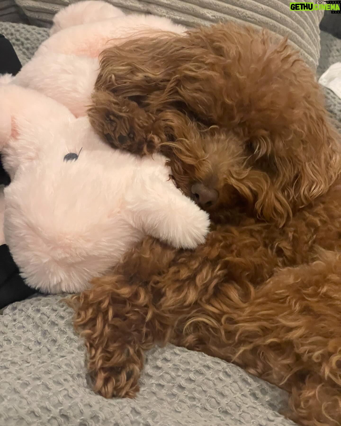 Alicia Sanz Instagram - Happy birthday Cleo! My ball of love and light. Te amo ♥️