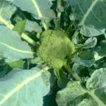 Alicia Witt Instagram - big weekend plans? discovering my broccoli is making broccoli was a highlight 🥦 it’s just got to make it fast before it gets too hot for it to taste good… c’mon. you can do it 💪 i find it so grounding to spend a few hours harvesting, cleaning, prepping and storing home grown organic greens 🥬 and making juice for next 3 days using store bought organic carrots, celery, ginger, beets, lemon and cucumber, combined with my own cilantro, parsley, kale, collards, arugula and cabbage. the before and after shows how much of the produce i used to make 36 oz of juice - i use the @tribestlife greenstar 5 and it gets the job done by extracting as much juice as possible, without heating or damaging it, so you can store it in the fridge. i’ve posted about them so often they gave me a code: WITT15 gets you 15% off. cheers! #homegrown #juicing #aliciawitt #urbanfarming