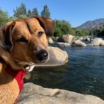 Alicja Bachleda-Curuś Instagram - Mountain river splash, does it get any better?! Even Luna liked it, and she isn’t a natural...💦🌲🏔🐾