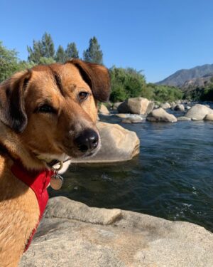 Alicja Bachleda-Curuś Instagram - Mountain river splash, does it get any better?! Even Luna liked it, and she isn’t a natural...💦🌲🏔🐾