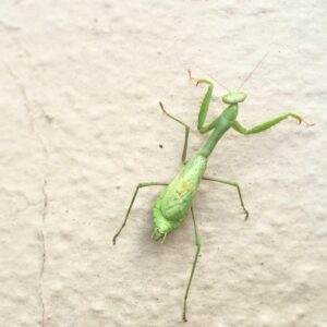 Alie Ward Instagram - A little throwback to my favorite shirt/bug because this week’s @ologies episode is all about praying mantises and I convinced THE @mantodeology to talk to me about whether they really eat hummingbirds and if they are aliens and how to make one your friend. Find #Mantodeology wherever you get podcasts and thank you @ninayankovic for this, the finest shirt to exist.