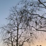 Alie Ward Instagram – On Sunday I made some old friends   beloved Ologists meet me in a CVS parking lot to wait for hundreds of screaming feral parrots. Loved every minute.