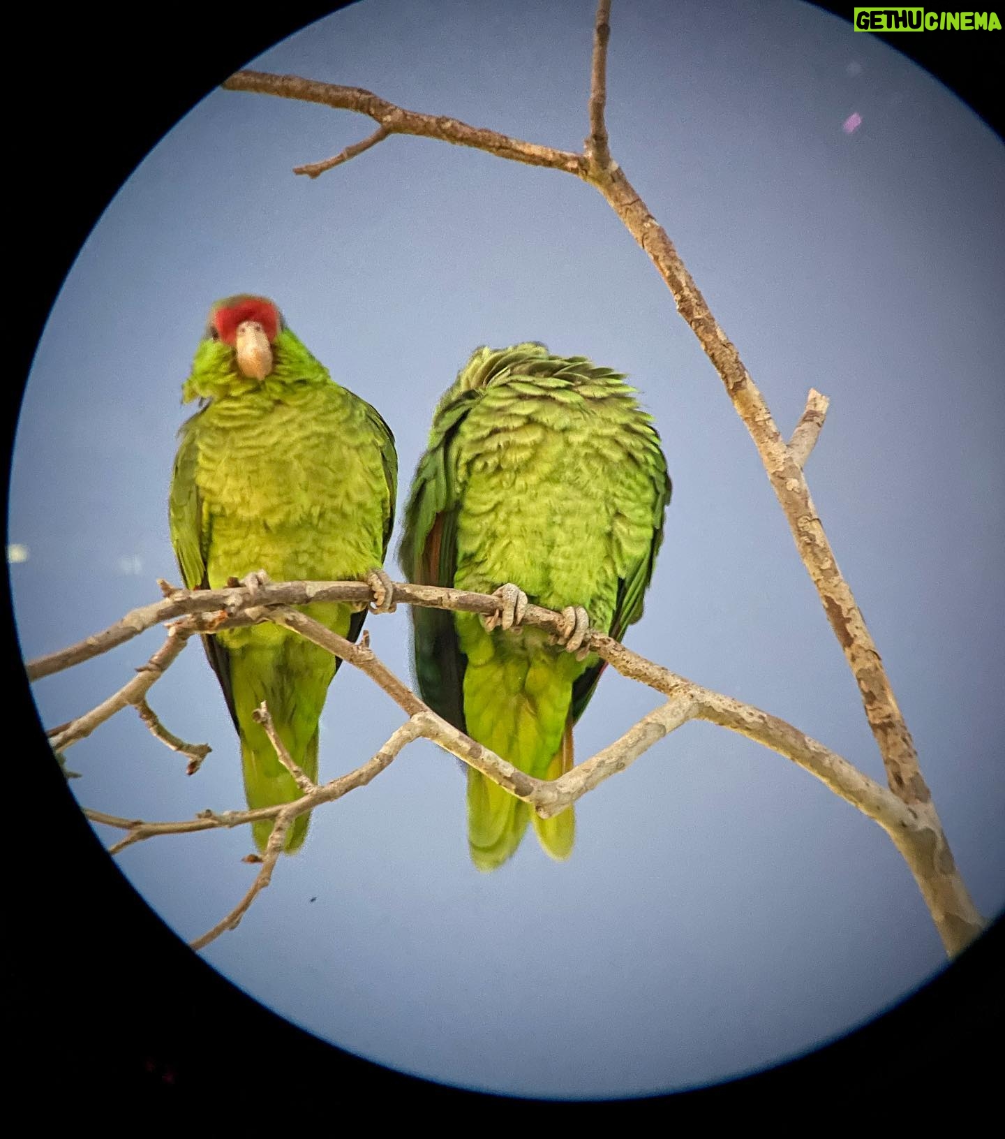 Alie Ward Instagram - On Sunday I made some old friends beloved Ologists meet me in a CVS parking lot to wait for hundreds of screaming feral parrots. Loved every minute.