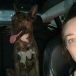 Alie Ward Instagram – *** FINAL UPDATE: We had to turn this guhboi into the North Central shelter on a mandatory stray hold before a rescue could pull him and … 🎉 thankfully the owner came forward to claim him and take him home! Hoping he gets fixed and a microchip, but at least he is reunited! Thanks for all the good vibes and advice, folks. ***UPDATE: No owner found, asked about 12 rescues but no one has room. We were advised by rescues to take to the @northcentralshelter for a 4-day stray hold in case the owner comes looking, although he has some fly bites on his ears and was probably a yard dog. We are hoping someone or some rescue can foster if no owner is found this week. His ID at @northcentralshelter is A2113446. If anyone is interested in this sweet medium sized smart guy, he is good with people, super friendly and smart, and good with dogs. Let’s PLEASE find him a new home. Unfortunately Jarrett is allergic and Gremmie gets stressed with big dogs, so we are really determined to get this stray baby in a good home!*** OOPS I FOUND ANOTHER DOG. Highland Park on York at 51st. Running into the street, but a total sweetheart and clearly someone’s pet. No microchip, no collar and not neutered. Posted on NextDoor but if you can share, it’s appreciated! Also anyone at an LA dog rescue do emergency foster for big sweeties? I don’t know how Gremmie will handle him tonight and I hella don’t want to take him to a shelter, which are closed anyway. Okay wish us luck. For now I’m calling him Kikipoopoo so we def need to find his owner asap.