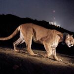 Alie Ward Instagram - New @ologies episode: “P:22: The Life & Death of an L.A. Cougar” with the wildlife biologist who discovered him, @miguel4wildlife of the @nhmla and P-22’s lifelong champion @yosemitebethy of #SaveLACougars. Did you ever see P-22 in the wild? We talk about HOW a lion ended up living in a city park, how he was discovered, what he ate, how he lived, sightings of him, tattoos, murals, wildlife crossings and what ultimately led to his death this week. So please hear his life story and pass it on. This episode was a hustle & a beast to make and I’m so happy it’s up. (Huge thanks to editors @mercedesdigsit & @jarrett_sleeper ❤️) Photos by @stevewinterphoto & @nhmla.