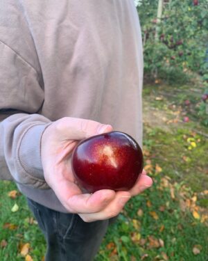 Alie Ward Instagram - Well well well, no sooner do we cover #Pomology 🍎 for @ologies then I get my rear end to a REAL ORCHARD to gander at apples with the Sleeper Crew. It was a real Falliday weekend with frickin pumpkins, skellies, apple crumbles, homemade pastas, fireside work sessions, and @jarrett_sleeper Monster Mashing all over the yard. Thank you sis/wedding gown designer @samantha.sleeper @chrisberrydrums @jayscards and my favorite jewelery-maker @palm__sunday for the coziest vibes. Hot damn, I loved it.