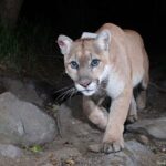 Alie Ward Instagram - New @ologies episode: “P:22: The Life & Death of an L.A. Cougar” with the wildlife biologist who discovered him, @miguel4wildlife of the @nhmla and P-22’s lifelong champion @yosemitebethy of #SaveLACougars. Did you ever see P-22 in the wild? We talk about HOW a lion ended up living in a city park, how he was discovered, what he ate, how he lived, sightings of him, tattoos, murals, wildlife crossings and what ultimately led to his death this week. So please hear his life story and pass it on. This episode was a hustle & a beast to make and I’m so happy it’s up. (Huge thanks to editors @mercedesdigsit & @jarrett_sleeper ❤️) Photos by @stevewinterphoto & @nhmla.