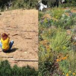 Alie Ward Instagram - Have you heard #NativeMelittology yet? It’s #PollinatorWeek! This week’s @ologies is all about native plants & bees with @beesip! As discussed, here’s a before and after of our yard before David of @wildyardsproject did his magic turning a dry patch of invasive weeds into a thriving hill full of native plants, bees, bugs, lizards and critters. Listen to hear more about the bees that need protecting, and how to get excited about local species. Thank you, @beesip & @wildyardsproject! 🪲💖🌼🐝 Also I think you can see my underwear in this pic, sorry