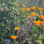 Alie Ward Instagram - Have you heard #NativeMelittology yet? It’s #PollinatorWeek! This week’s @ologies is all about native plants & bees with @beesip! As discussed, here’s a before and after of our yard before David of @wildyardsproject did his magic turning a dry patch of invasive weeds into a thriving hill full of native plants, bees, bugs, lizards and critters. Listen to hear more about the bees that need protecting, and how to get excited about local species. Thank you, @beesip & @wildyardsproject! 🪲💖🌼🐝 Also I think you can see my underwear in this pic, sorry