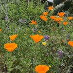 Alie Ward Instagram - Have you heard #NativeMelittology yet? It’s #PollinatorWeek! This week’s @ologies is all about native plants & bees with @beesip! As discussed, here’s a before and after of our yard before David of @wildyardsproject did his magic turning a dry patch of invasive weeds into a thriving hill full of native plants, bees, bugs, lizards and critters. Listen to hear more about the bees that need protecting, and how to get excited about local species. Thank you, @beesip & @wildyardsproject! 🪲💖🌼🐝 Also I think you can see my underwear in this pic, sorry