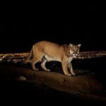 Alie Ward Instagram - New @ologies episode: “P:22: The Life & Death of an L.A. Cougar” with the wildlife biologist who discovered him, @miguel4wildlife of the @nhmla and P-22’s lifelong champion @yosemitebethy of #SaveLACougars. Did you ever see P-22 in the wild? We talk about HOW a lion ended up living in a city park, how he was discovered, what he ate, how he lived, sightings of him, tattoos, murals, wildlife crossings and what ultimately led to his death this week. So please hear his life story and pass it on. This episode was a hustle & a beast to make and I’m so happy it’s up. (Huge thanks to editors @mercedesdigsit & @jarrett_sleeper ❤️) Photos by @stevewinterphoto & @nhmla.