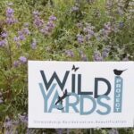 Alie Ward Instagram - Have you heard #NativeMelittology yet? It’s #PollinatorWeek! This week’s @ologies is all about native plants & bees with @beesip! As discussed, here’s a before and after of our yard before David of @wildyardsproject did his magic turning a dry patch of invasive weeds into a thriving hill full of native plants, bees, bugs, lizards and critters. Listen to hear more about the bees that need protecting, and how to get excited about local species. Thank you, @beesip & @wildyardsproject! 🪲💖🌼🐝 Also I think you can see my underwear in this pic, sorry