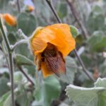 Alie Ward Instagram - If you need me I’ll be standing on your sidewalk staring at native bees passed out in flowers