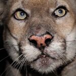 Alie Ward Instagram - New @ologies episode: “P:22: The Life & Death of an L.A. Cougar” with the wildlife biologist who discovered him, @miguel4wildlife of the @nhmla and P-22’s lifelong champion @yosemitebethy of #SaveLACougars. Did you ever see P-22 in the wild? We talk about HOW a lion ended up living in a city park, how he was discovered, what he ate, how he lived, sightings of him, tattoos, murals, wildlife crossings and what ultimately led to his death this week. So please hear his life story and pass it on. This episode was a hustle & a beast to make and I’m so happy it’s up. (Huge thanks to editors @mercedesdigsit & @jarrett_sleeper ❤️) Photos by @stevewinterphoto & @nhmla.