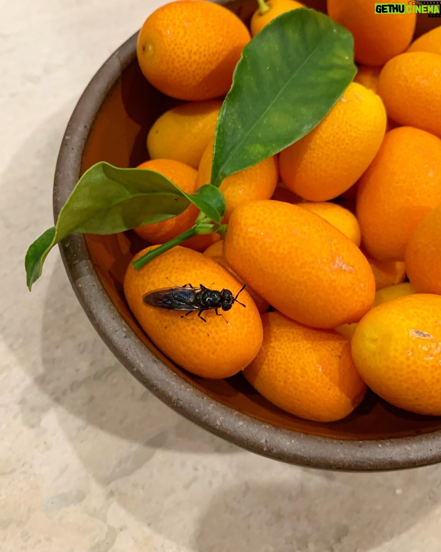 Alie Ward Instagram - Stole my neighbor’s kumquats to give to my friend and she got a bonus bug hitchiker that is blue and gorgeous but she did not like