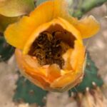 Alie Ward Instagram - If you need me I’ll be standing on your sidewalk staring at native bees passed out in flowers