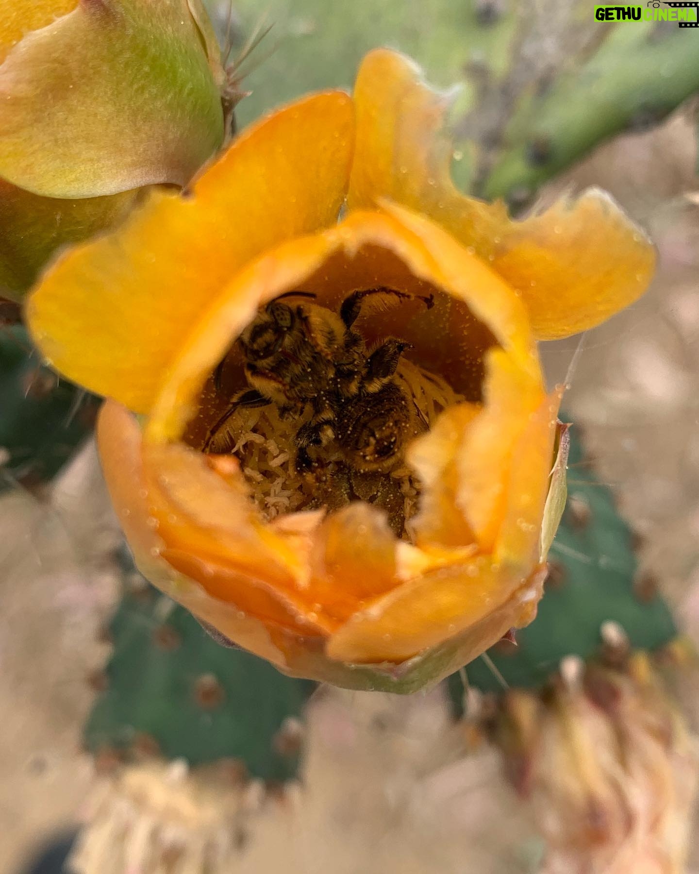Alie Ward Instagram - If you need me I’ll be standing on your sidewalk staring at native bees passed out in flowers