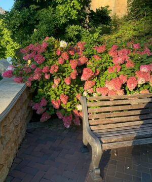 Alina Kovalenko Instagram - The end of a hydrangea season🍂And the mood is a little sad from the fact that this beauty is so short-lived. Feel me?