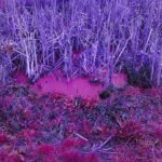 Alison Sudol Instagram - stars will blossom in the darkness/ violets bloom beneath the snow. — julia c dorr