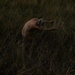 Alison Sudol Instagram - "Wasteland” / / / outtakes / / / listen/stream/download via my bio x