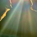Alison Wheeler Instagram - 👋2k23 Les copains, des animaux de compagnies, le spectacle, le stress, des gens tout près, la famille qu’est loin, la voix de la dame de la SNCF, les sandwichs chez Paul, du Tribal Jam, des chorégraphies pas tafées. La vie la vraie. 💫