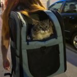 Alison Wheeler Instagram - En promenade avec mon bagage émotionnel Cat lady level 10 🚀