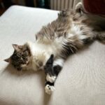 Alison Wheeler Instagram - Billie Jane pour Vogue Cat USA « J’assume mon pelage tel qu’il est, je suis une femelle moderne » Billie Jane sera bientôt à l’affiche de Las croquettas de la Muerte, un thriller poignant avec Javier Bardem.