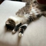 Alison Wheeler Instagram - Billie Jane pour Vogue Cat USA « J’assume mon pelage tel qu’il est, je suis une femelle moderne » Billie Jane sera bientôt à l’affiche de Las croquettas de la Muerte, un thriller poignant avec Javier Bardem.