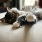 Alison Wheeler Instagram - Billie Jane pour Vogue Cat USA « J’assume mon pelage tel qu’il est, je suis une femelle moderne » Billie Jane sera bientôt à l’affiche de Las croquettas de la Muerte, un thriller poignant avec Javier Bardem.