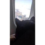 Alison Wheeler Instagram - Prendre de la hauteur c'est bien aussi 😻