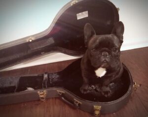 Allie McCulloch Instagram - the batman & the banjo case

#frenchiesofinstagram