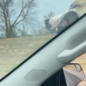 Allie McCulloch Instagram - holiday roadtrip wingman 

.
.
#deafdog #rescuedog #roadtrip