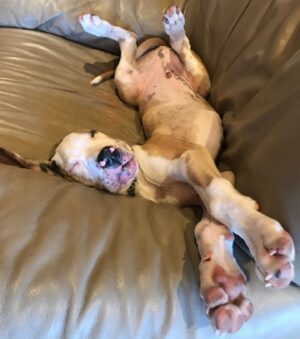 Allie McCulloch Instagram - meet TUNA!
our newly adopted, ridiculously floppy-eared deaf Great Dane pup. and he’s the actual bee’s knees. even when he’s chewing on my actual face or actual children
