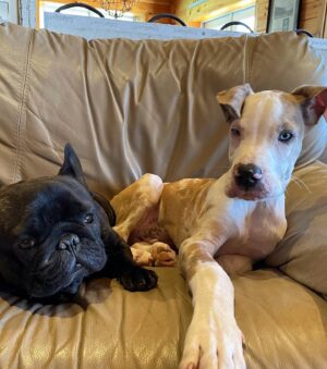 Allie McCulloch Instagram - meet TUNA!
our newly adopted, ridiculously floppy-eared deaf Great Dane pup. and he’s the actual bee’s knees. even when he’s chewing on my actual face or actual children