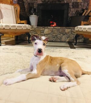 Allie McCulloch Instagram - meet TUNA!
our newly adopted, ridiculously floppy-eared deaf Great Dane pup. and he’s the actual bee’s knees. even when he’s chewing on my actual face or actual children