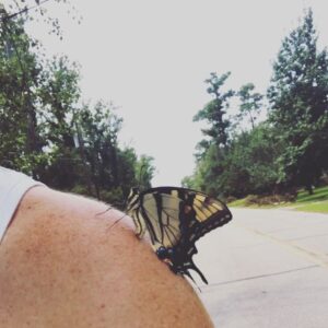 Allie McCulloch Instagram - unexpected new friend joined me on my run today 🤷🏻‍♀️
I think she digs #tribecalledquest too..she rocked out with me for over 2 miles before saying so long 😎🧡
.
.
.
#butterfly #surprise #whatdoesitmean #new #friends 🦋