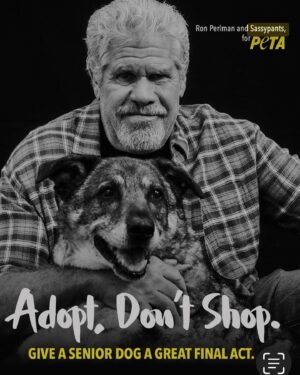 Allison Dunbar Instagram - Happy National Adopt A Shelter Pet Day❤️ My dogs are Angels. Supermodels. Buffoons. House Clowns. Creeps. Bed Hogs. Loves of my life. Please consider adopting a shelter pet. It will change your life. ❤️❤️❤️❤️❤️❤️❤️❤️❤️ #savethemall #adoptdontshop #shelterdogsrock #myfavoritebreedisrescued #rescuedogsofinstagram #shelterdogsaresexy #purebredsinthesheltertoo #blacklabsofinstagram #labmixesofinstagram #shepskysofinstagram #sableshepherd #lomls #Ronisarescue #adoptyourpets #shelterpets #happynationaladoptashelterpetday