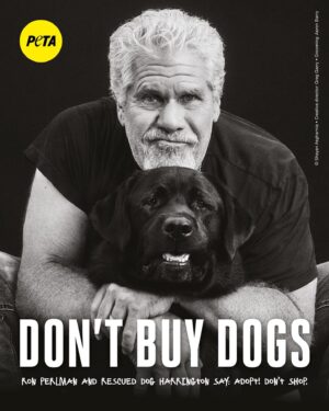 Allison Dunbar Instagram - Helping dogs is so important to me and I joined @peta with my adopted pups Harrington and my late Sassy (who we miss dearly) to promote adoption ❤️ There are 70 million homeless animals in the U.S. right now. Please remember to adopt and never buy dogs in Sassy’s memory, it makes a huge difference 🐾

 

Photographer: Shayan Asgharnia @shayan.asgharnia

Creative Director: Greg Garry @eyesofgreggarry

Director of Photography: Jordan Ritz @jordanritz_dp

Photo Assistant: Victor Hernandez @vic.luciano.images

Lighting Technician: Sash Popovic

Sound: Alexis Martinez 

Assistant camera: Ben Smith

Steadicam: James Marin @jamesmarin3

Grooming: Aaron Barry @abhairmakeup