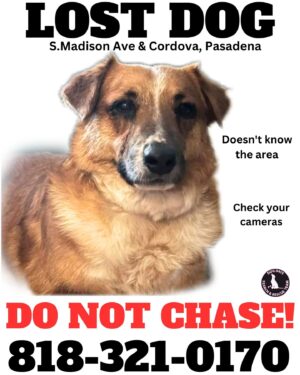 Allison Dunbar Instagram - Shazi is out there❤️‍🩹 if you know anyone in Pasadena, can you please share this post with them? Shazi was last seen near the Arroyo, on Grand and Bradford. He is probably hiding somewhere. Check your yard, check your cameras. PLEASE SHARE & HELP SHAZI🩵 #lostdog #pasadena #lostdoginpasadena