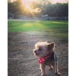 Allison Munn Instagram - Thank you, Buster. ⁣ ⁣ I’m heartbroken. For almost 18 years Buster Keaton Munn Holroyd was my steadfast companion and best friend. He was right by my side through the biggest events of my life - falling in love & getting married, the death of my father, and the birth of my children. He went to work with me in LA, traveled with me to work on location and for many years, slept in my arms. If you’re friends with me, you knew and loved Buster as well - he was a star. ⁣ ⁣ Rest in sweet peace, Buster. And thank you, thank you, thank you.