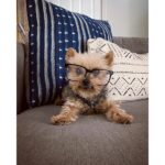 Allison Munn Instagram - Thank you, Buster. ⁣ ⁣ I’m heartbroken. For almost 18 years Buster Keaton Munn Holroyd was my steadfast companion and best friend. He was right by my side through the biggest events of my life - falling in love & getting married, the death of my father, and the birth of my children. He went to work with me in LA, traveled with me to work on location and for many years, slept in my arms. If you’re friends with me, you knew and loved Buster as well - he was a star. ⁣ ⁣ Rest in sweet peace, Buster. And thank you, thank you, thank you.