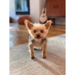 Allison Munn Instagram - Thank you, Buster. ⁣ ⁣ I’m heartbroken. For almost 18 years Buster Keaton Munn Holroyd was my steadfast companion and best friend. He was right by my side through the biggest events of my life - falling in love & getting married, the death of my father, and the birth of my children. He went to work with me in LA, traveled with me to work on location and for many years, slept in my arms. If you’re friends with me, you knew and loved Buster as well - he was a star. ⁣ ⁣ Rest in sweet peace, Buster. And thank you, thank you, thank you.