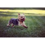 Allison Munn Instagram - Thank you, Buster. ⁣ ⁣ I’m heartbroken. For almost 18 years Buster Keaton Munn Holroyd was my steadfast companion and best friend. He was right by my side through the biggest events of my life - falling in love & getting married, the death of my father, and the birth of my children. He went to work with me in LA, traveled with me to work on location and for many years, slept in my arms. If you’re friends with me, you knew and loved Buster as well - he was a star. ⁣ ⁣ Rest in sweet peace, Buster. And thank you, thank you, thank you.