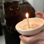 Ally Chiu Instagram - 🎂🐈‍⬛🖤 六歲生日快樂 我的寶貝兒子Aryan 摺耳貓很不容易照顧 加上你又是腎貓 結石貓 我知道你能活到這個歲數已經很不容易了 媽媽會更用心的照顧你 愛你 所以答應我要陪我再久一點喔 今天 就破例讓你吃一次好吃的🤓