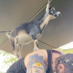 Allysin Kay Instagram - First time doing goat yoga 😍 Definitely check out @alohagoatyoga if you’re ever in Oahu - You get a bonus hooved chiropractic adjustment with every class 😌🐐 (Jamie & I streamed a little bit of this class on Twitch while the signal lasted, link in bio!)