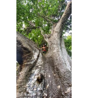 Almila Bağrıaçık Instagram - BAOBAB - AFRICA'S ICONIC "TREE OF LIFE"

Baobab trees grow in 32 African countries. They can live for 5000 years, reach up to 30 metres high and 50 metres circumference.

Not many people know that it has a fruit - and even less know that this fruit is one of the most nutrient-dense foods in the world.

Asante sana Osman. Thank you for showing us this beauty. 

📸 by @vladimirkorneev_official #🌱 

#baobab #treeoflife #naturephoto #zanzibar #🇹🇿