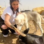 Alyaa Assaf Instagram – احب اعرفكم علي شكولاتة وبطاطا 🤍 الذ كلبين شوفتهم في حياتي واليوم اللي مش بروح عشان احطلهم اكل بحس ان اليوم فيه حاجة ناقصة وبيوحشوني 🤷🏼‍♀️🥹وشكولاتة هانم اللي نايمة في حضني دي زمان ماكنتش بتقربلي وكانت بتخاف مني وتستخبي اول ماروح دلوقتي بقيت قمة المياصة😂 بطاطا بقي بيغير من اخته وبقي بيعض ايدي لما العب معاها 😁